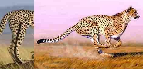Oh un guépard !
