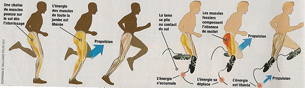 comparaison au niveau des muscles