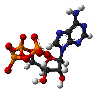 L’adénosine-5'-triphosphate