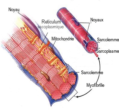 constitution d'un muscle
