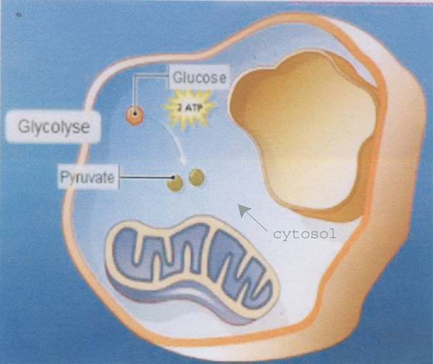 La glycolyse