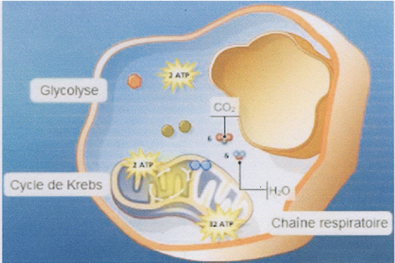 La chaine respiratoire
